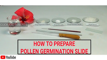 HOW TO PREPARE TEMPORARY SLIDE OF POLLEN GERMINATION | STUDY OF POLLEN GERMINATION |12 BIO PRACTICAL