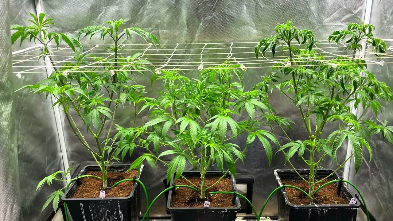 Frozen bag robinhoodseeds heavy16 floraflex beam strip and flip