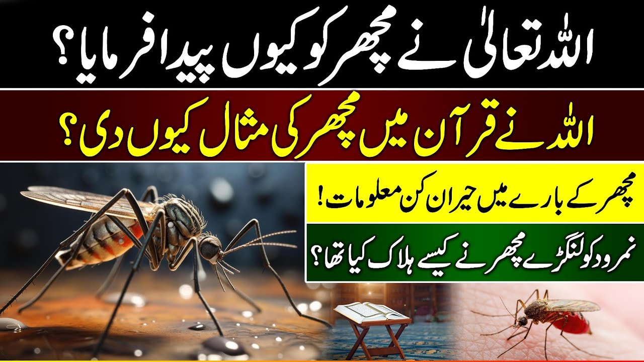 Why did Allah create the mosquito? By Dr Asad Mehmood | Urdu | Hindi ...