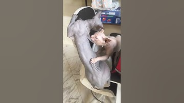 Canadian sphynx cats couple | funny pets video