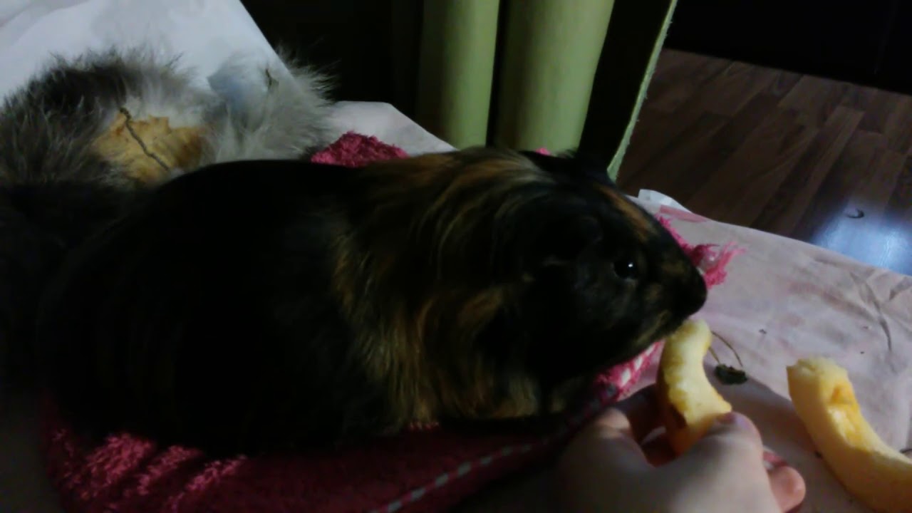 Морская свинка кушает кабачок - YouTube