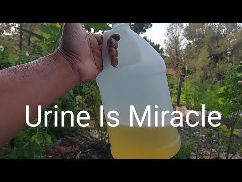 Urine Is Miracle
