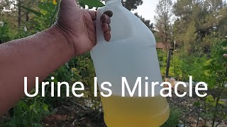 Download Lagu Urine Is Miracle MP3