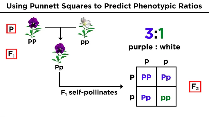 Mendelian Genetics and Punnett Squares