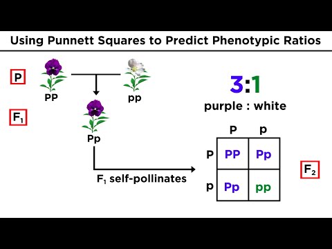 Thumbnail for the embedded element "Mendelian Genetics and Punnett Squares"