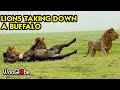 Big Male Lion Hunting Buffalo, Tanzania Safari Park || Best Viral Videos