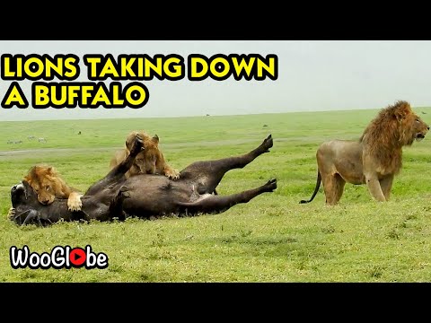 Artillerie Reservoir documentary about lion pride who hunts buffalo Fast Ein Risiko eingehen Koreanisch