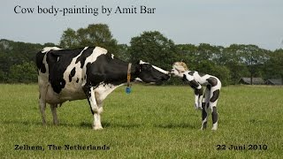 Art video: Cow Body-painting by Amit Bar Resimi