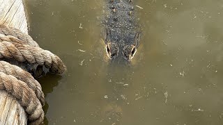 Draining Outdoor Alligator Pool (Not sure what’s going to happen 😳)