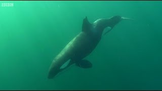 [10 Hours] Orca Killer Whales Loitering - Video & Whalesong [1080HD] SlowTV