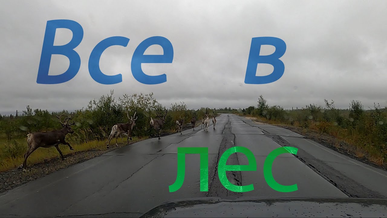 Лада за сына