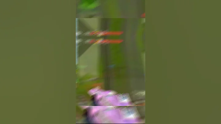 #shorts 1v5 Ace Clutch! | Cypher 5k | Immortal Valorant