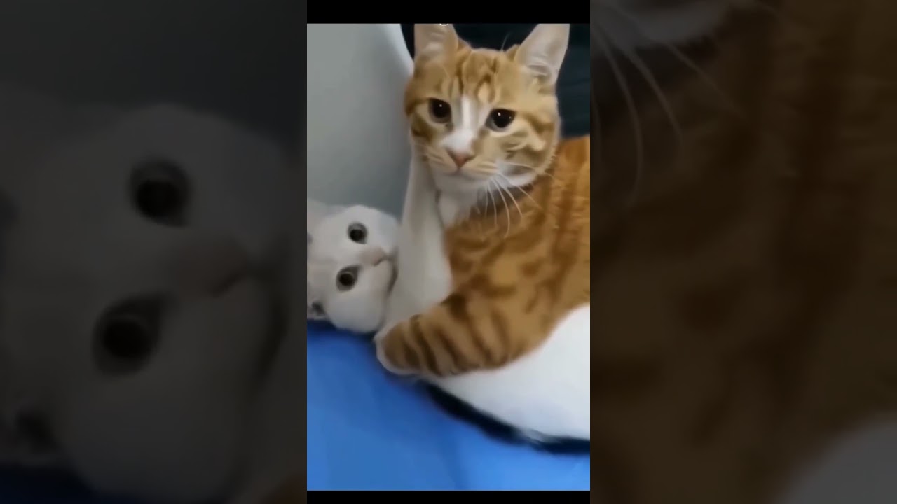 loving ming ming   #youtubeshorts #mingming