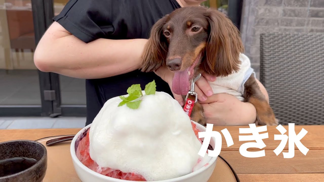 猛暑日に愛犬とかき氷を食べに行く 花ごよみ 名古屋市千種区 Youtube