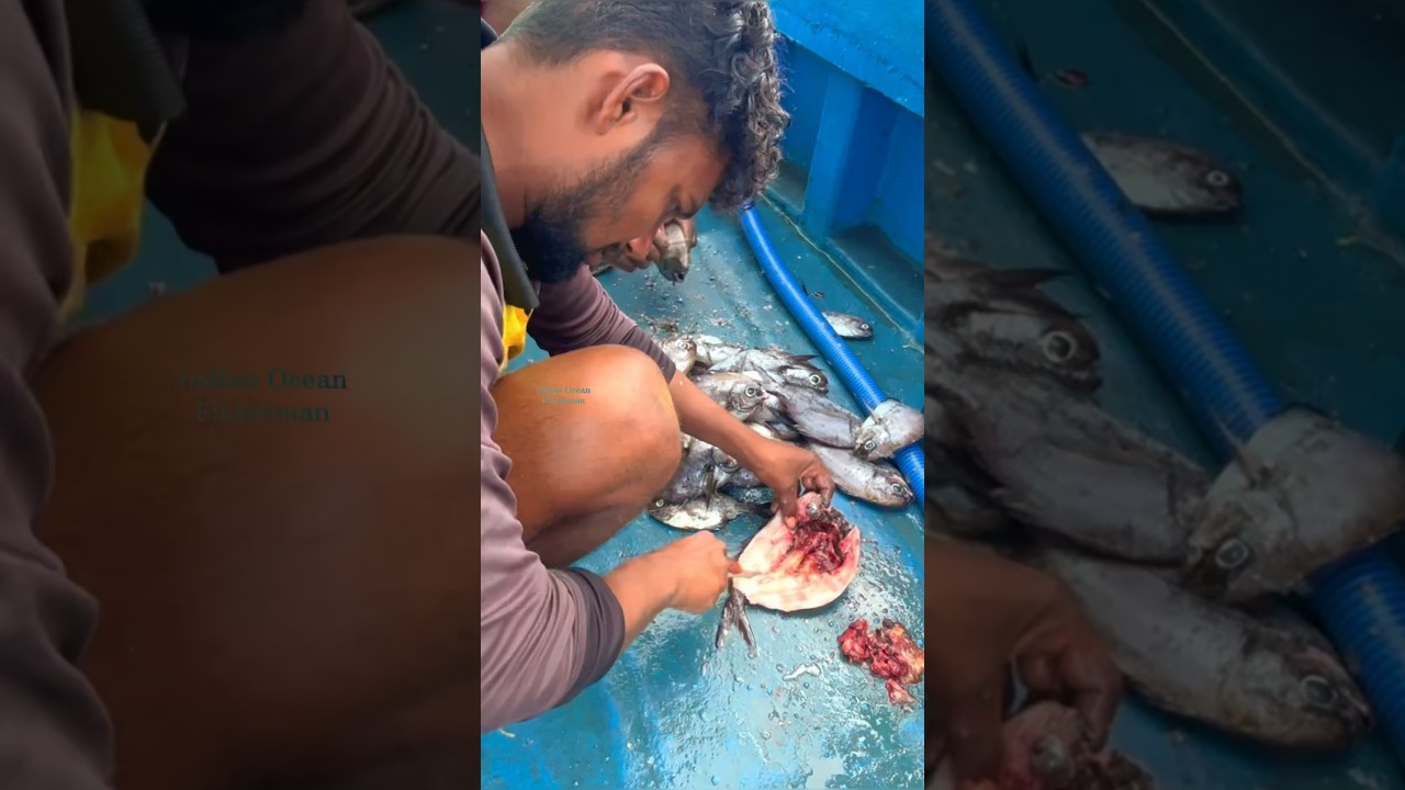 Delicious! Dry Fish Making In The Sea #shorts #indianoceanfisherman  #deepseafishing