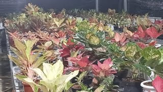Lelang Aglaonema Saiful Nursery