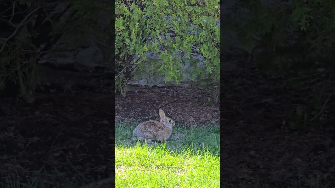 The rabbit came to play 