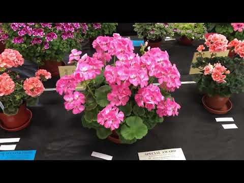 Video: Urug'li Pelargonium Navlari Va Duragaylari