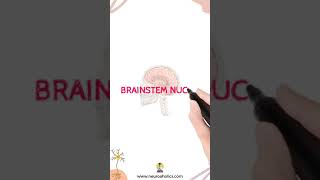 Get to know where are brainstem nuclei located!