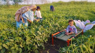 Village Life In Punjab Pakistan, Farmers Harvesting Fruits and Vegetables I Village Farm Tour