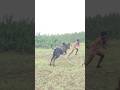 🔥👑தரமான ஆட்டம் agaram jallikattu peravai kallakurichi mavattam அகரம் ஜல்லிக்கட்டு பேரவை😈