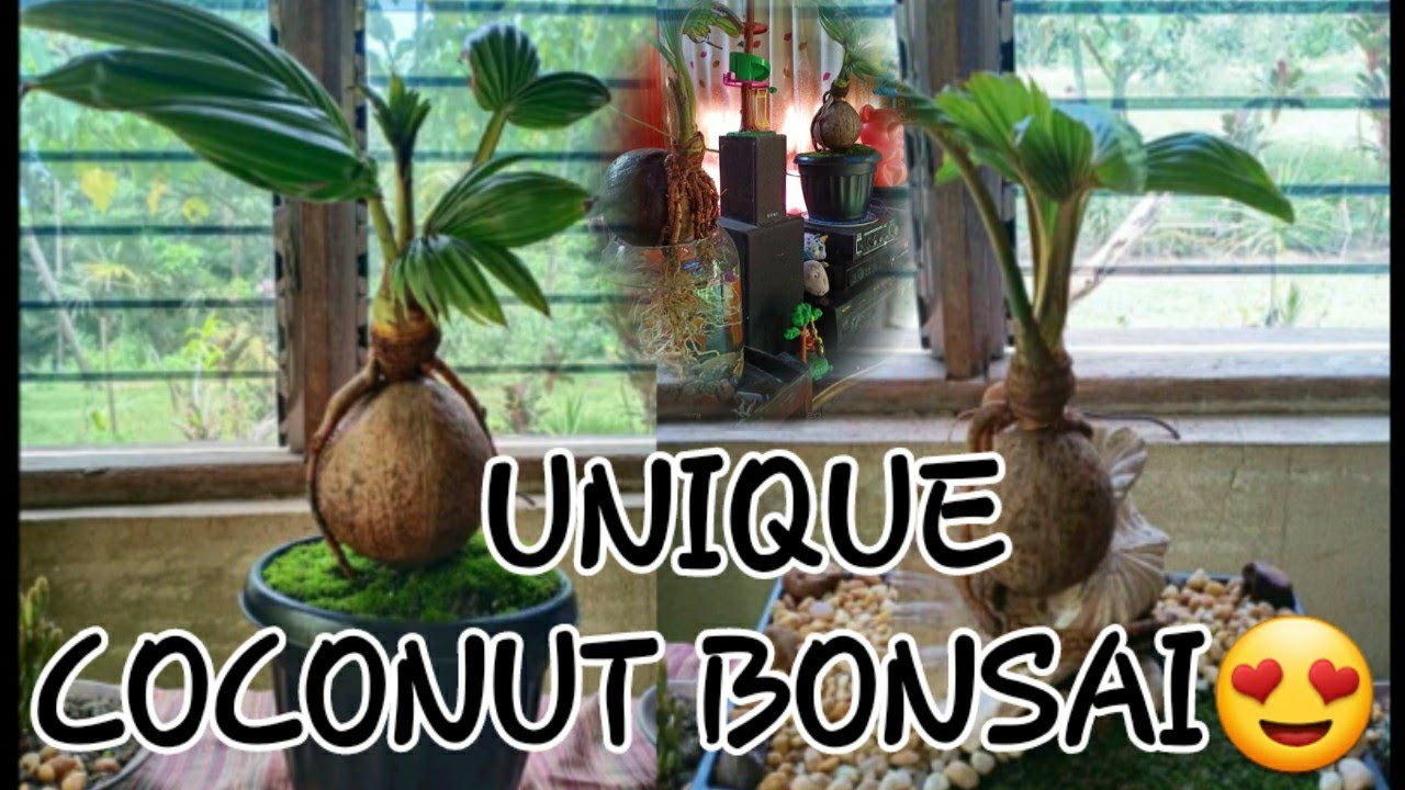 UNIQUE COCONUT BONSAI