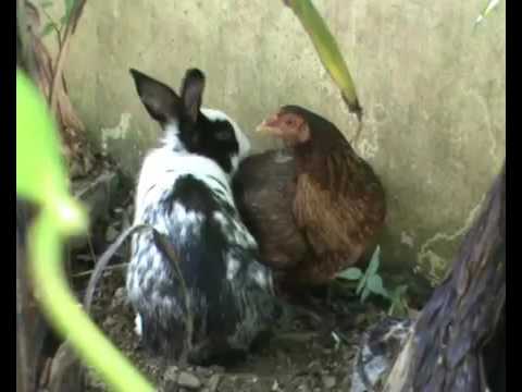 shio ayam dan kelinci