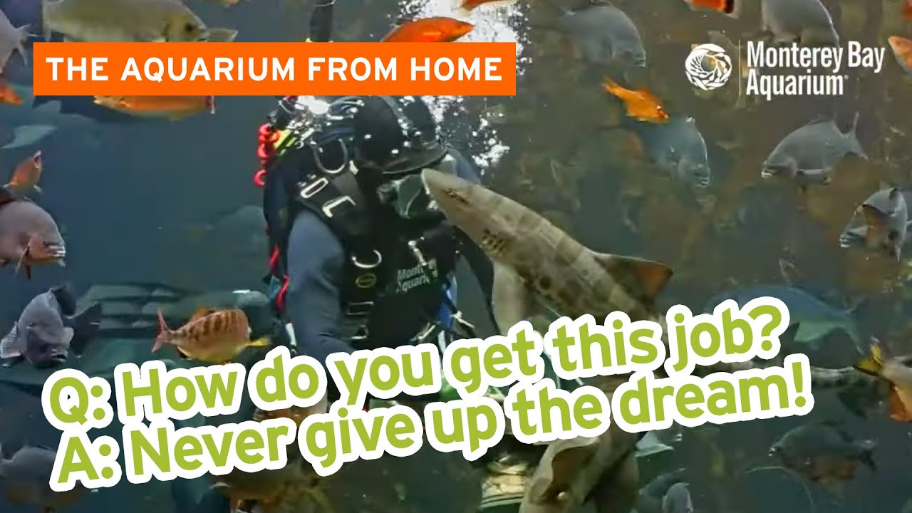 How do you get this job?! — Live Dive in the Kelp Forest The Aquarium