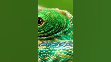 سورة محمد و،،كا.نك تسمعها لأ،.و.ل مر.ة🌼💗💜،.💮🏵️❤️🌻بصوت الشيخ حمزة مد؛بو.ح 🏵️،💚🌹؛؛💕💛،؛💓💞