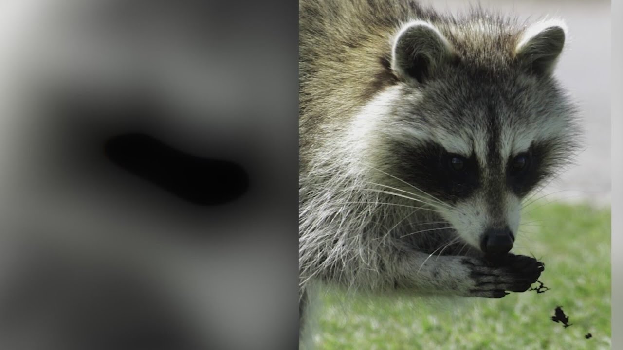 Sick raccoons causing concerns in Highlands Ranch