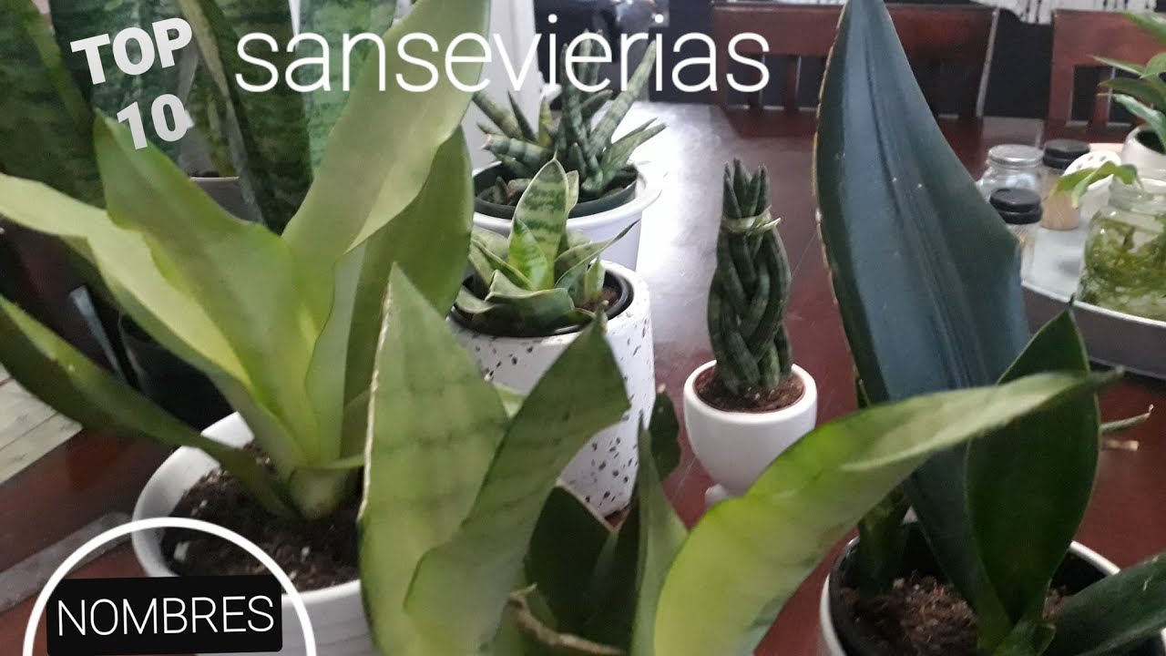 10 Sansevierias con nombre /mi colección   #suculentas #plantas #plantasdeinterior