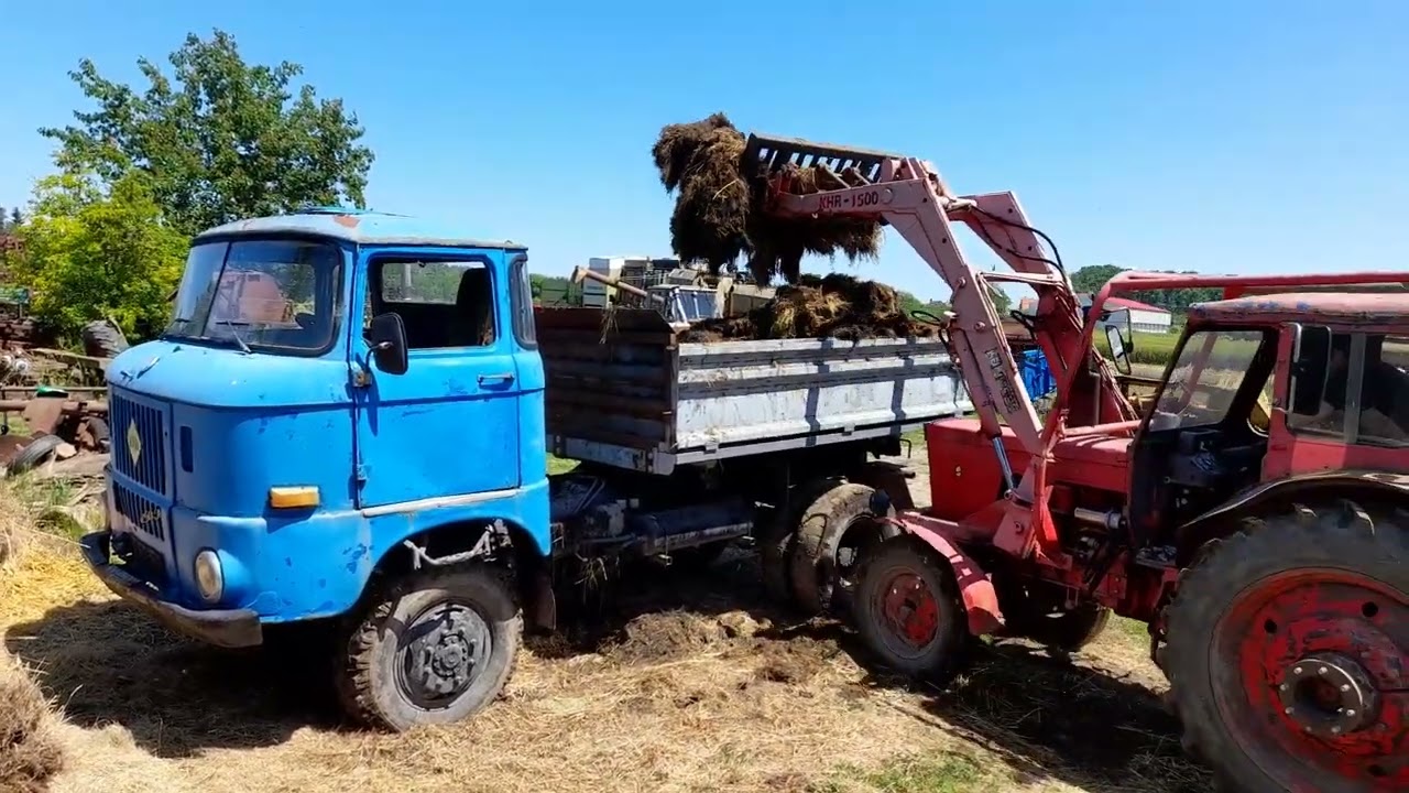 MTZ 50 Trágyarakás és IFA W50LA trágyahordás 2023