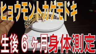 初めてのヒョウモントカゲモドキ飼育#10【身体測定】