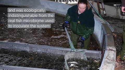 SalmoSim: An in vitro simulator of the Atlantic salmon GI tract and microbiome