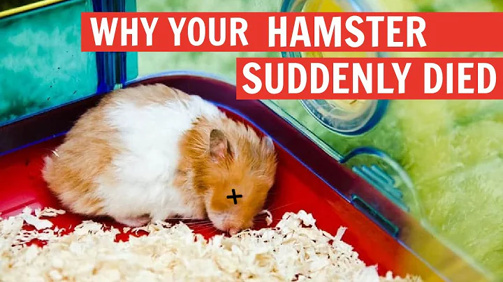 Why your Hamster Suddenly Died