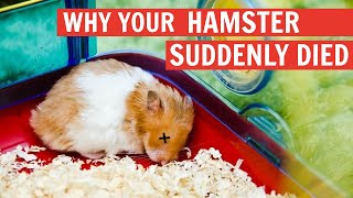 My hamster died