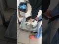 Степаша #cat набрал немного веса