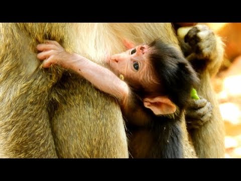 video phone beyonce mp3 Mum Maria Feel Broken Heart When See Her Baby Like This-Baby Maddix Much Hurt