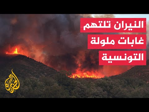 جهود متواصلة للسيطرة على حرائق غابات ملولة التونسية