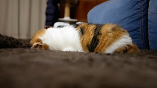 【しゃべる猫】ごめん寝する猫を観察してみた！