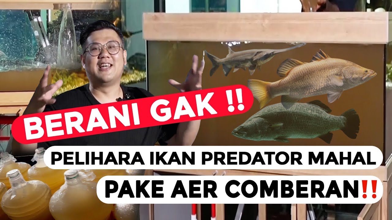ADA YANG BERANI??? IKAN PREDATOR MAHAL DI PELIHARA DENGAN AIR LIMBAH ATAU AIR KALI YANG TERCEMAR