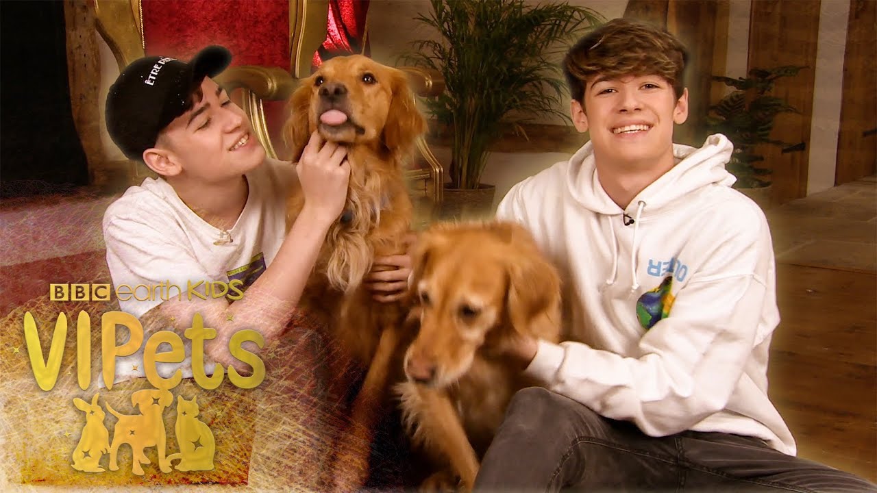 Max and Harvey LOVE Their Golden Retrievers! | VIPets | BBC Earth Kids