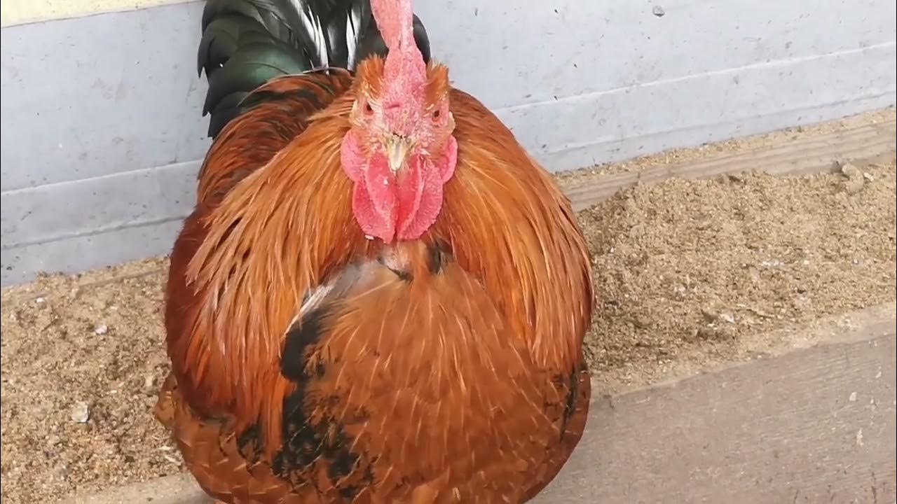 Дикая утка #хозяйство - YouTube