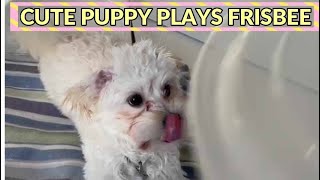 Cute Puppy Plays Frisbee by BoJolie The Shih Tzu Poodle 1,686 views 3 years ago 1 minute, 33 seconds