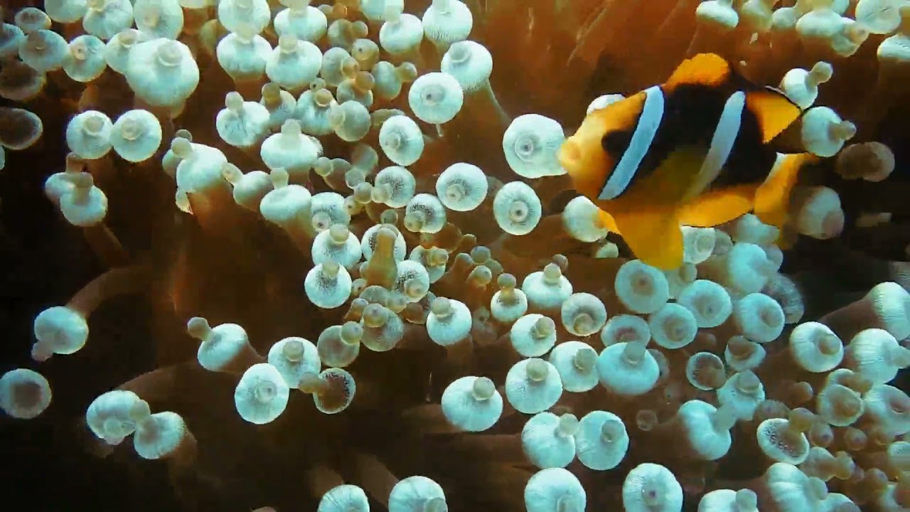 Turing Tunes | Group of clown FISH | Relaxing Music | Soothing |