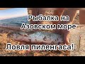 Рыбалка на Арабатской Стрелке на Азовском море. Ловля пиленгаса. Наживка морской червь