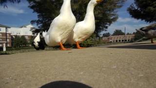 ducks destroy my camera and attempt to kill me