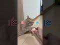 Double Tap Beat！パート10#DoubleTapBeat#ちゃちゃまる #cat #catvideos #猫#shorts