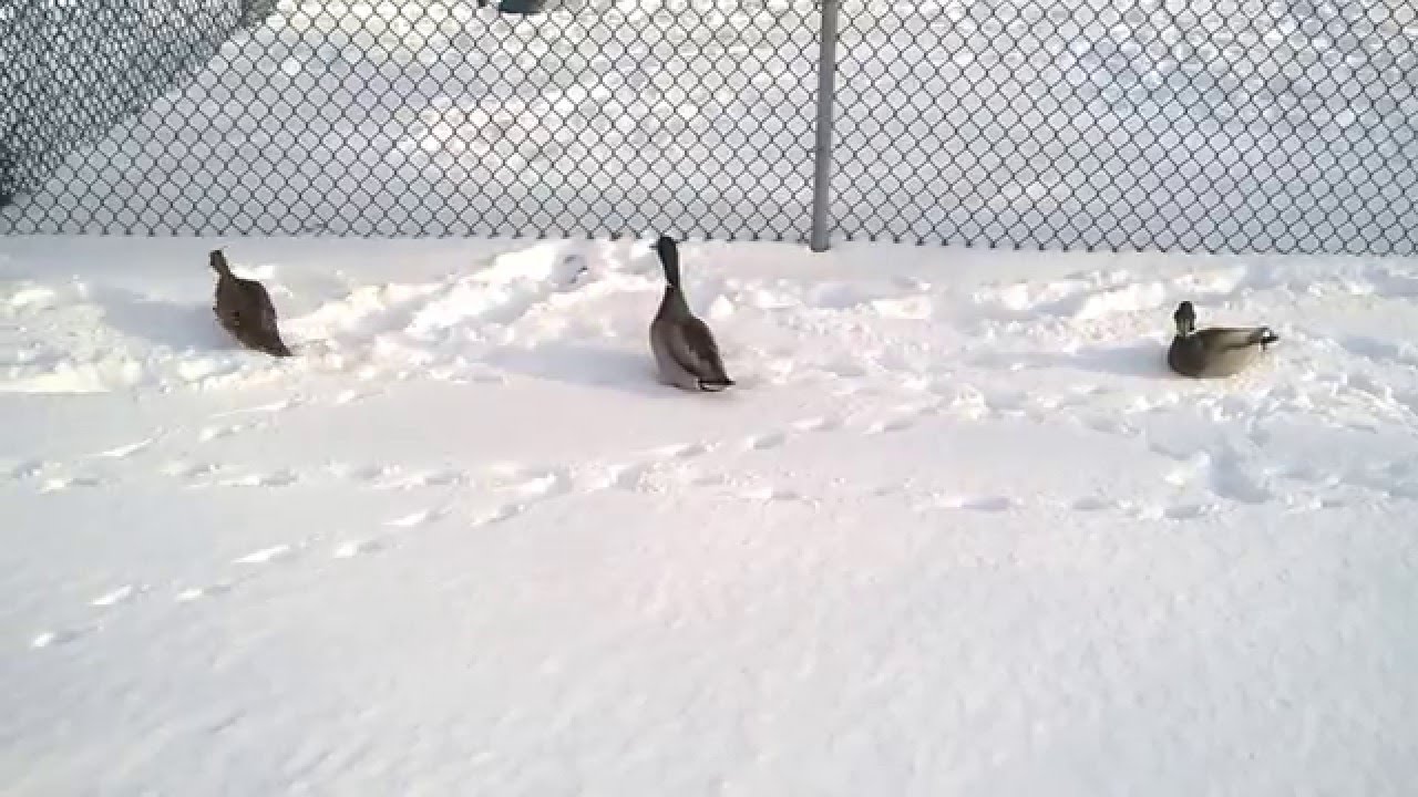 Ducks in the snow 