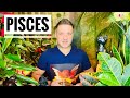 PISCES December 2021 ⭐️ THE BIGGEST PROOF EVER!! | New Door | Hope & LOVE - Pisces Horoscope Tarot